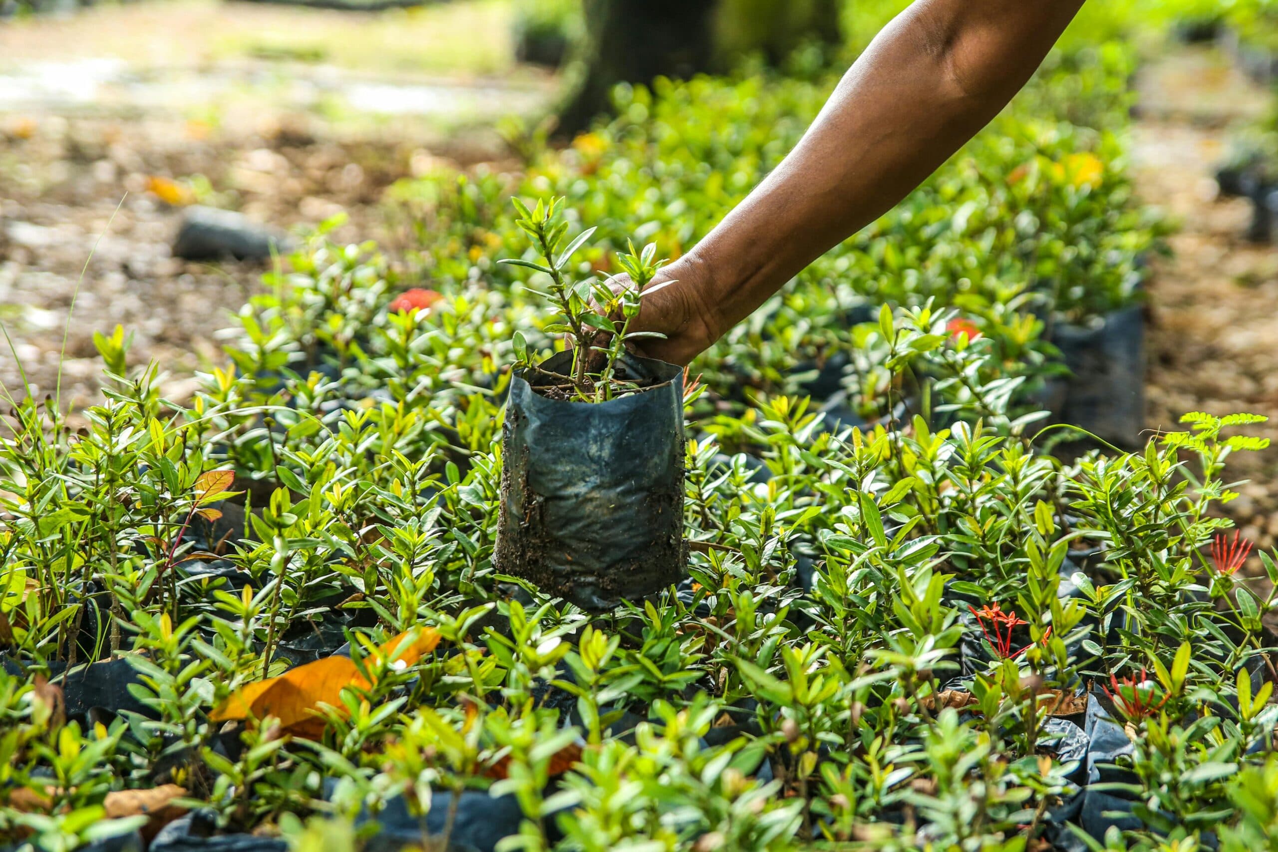 Plantning og salg af planter