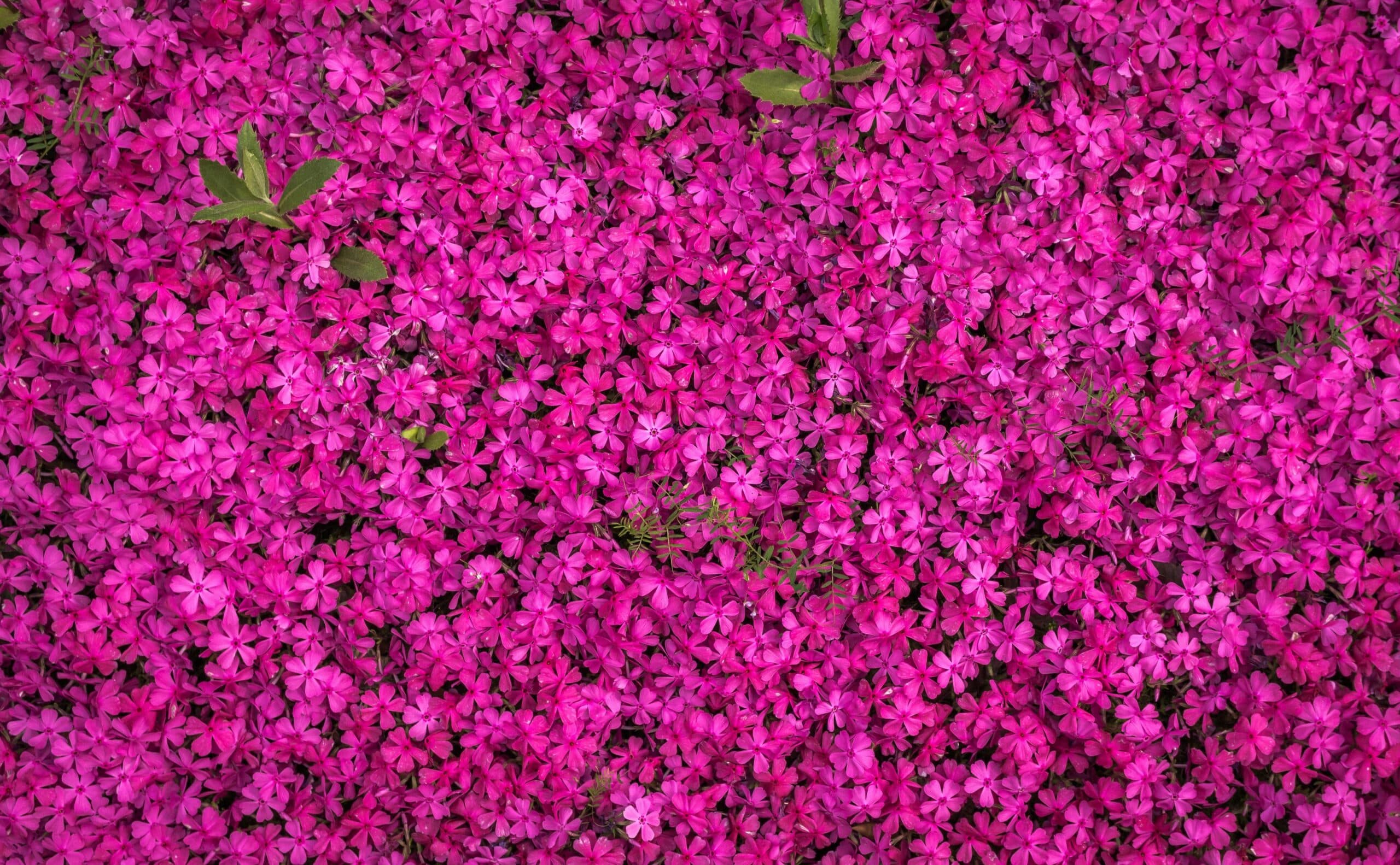 Grøntsager og planter - 9